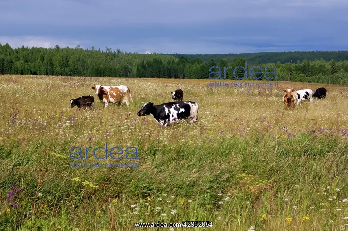 : Cattle grazes on a meadow on a high bank of Lalya : Cattle grazes on a meadow on a high bank of Lalya