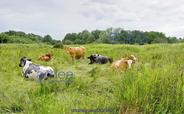 : Cattle - grazing : Cattle - grazing