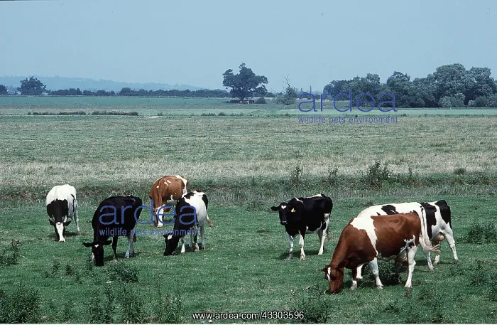 : CATTLE - grazing : CATTLE - grazing