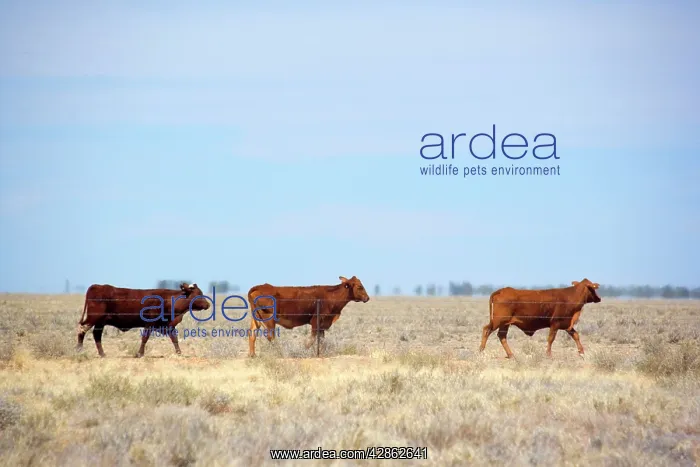 : Cattle grazing - cattle on a totally dried out : Cattle grazing - cattle on a totally dried out