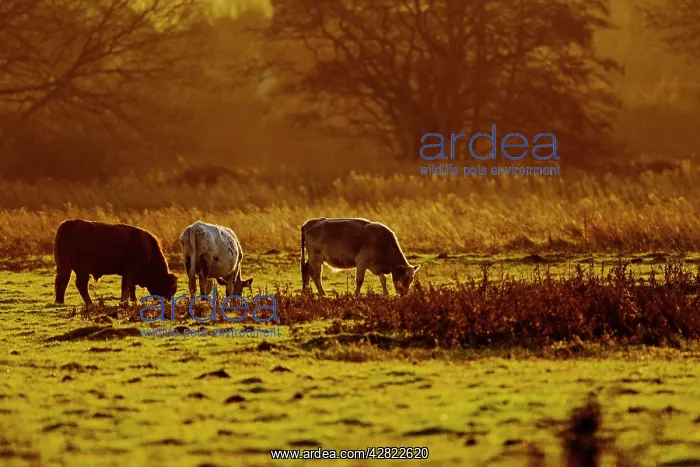 : Cattle - grazing early morning : Cattle - grazing early morning