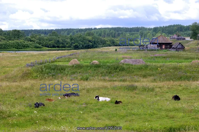 : Cattle - grazing on a flood-meadow along river : Cattle - grazing on a flood-meadow along river