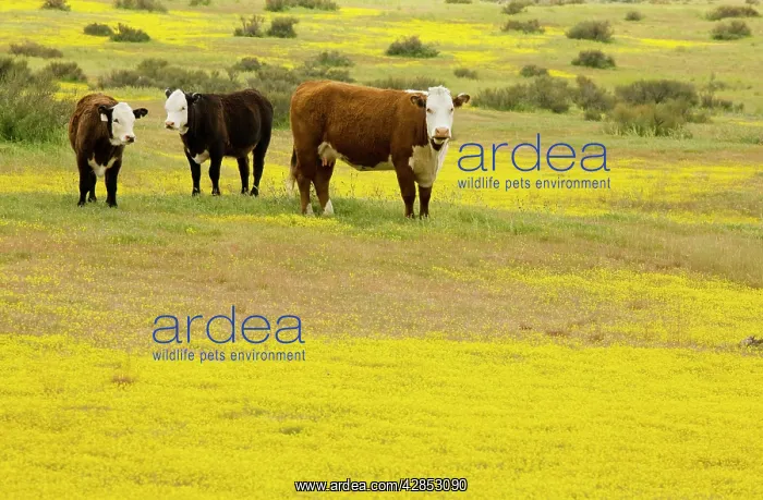 : Cattle grazing flowery grassland, mainly Goldfields : Cattle grazing flowery grassland, mainly Goldfields
