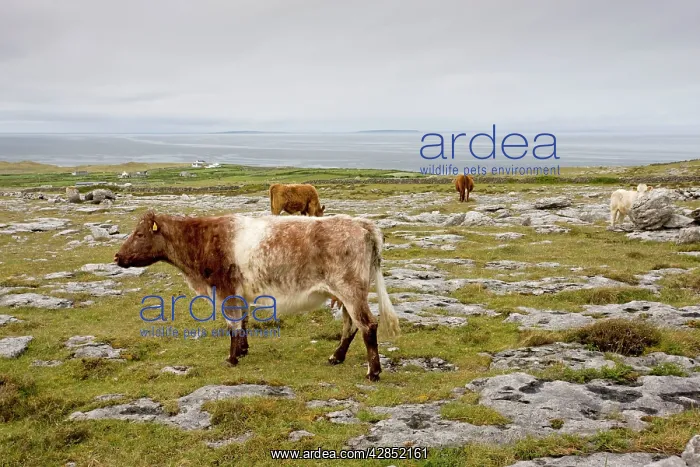 : Cattle grazing high limestone pavement and pasture : Cattle grazing high limestone pavement and pasture