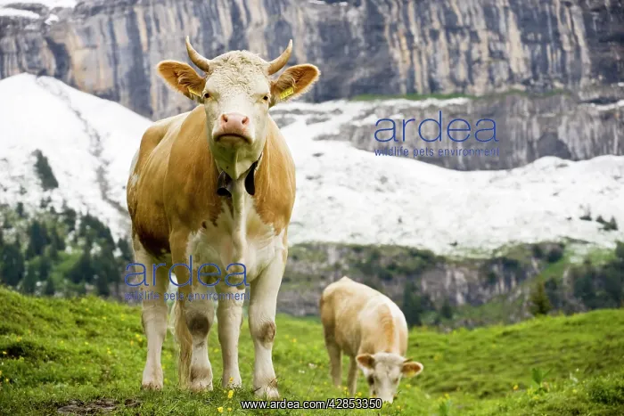  : Cattle grazing high in the Swiss Alps near Wengen