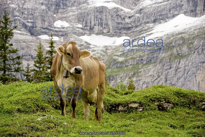 : Cattle grazing high in the Swiss Alps near Wengen : Cattle grazing high in the Swiss Alps near Wengen