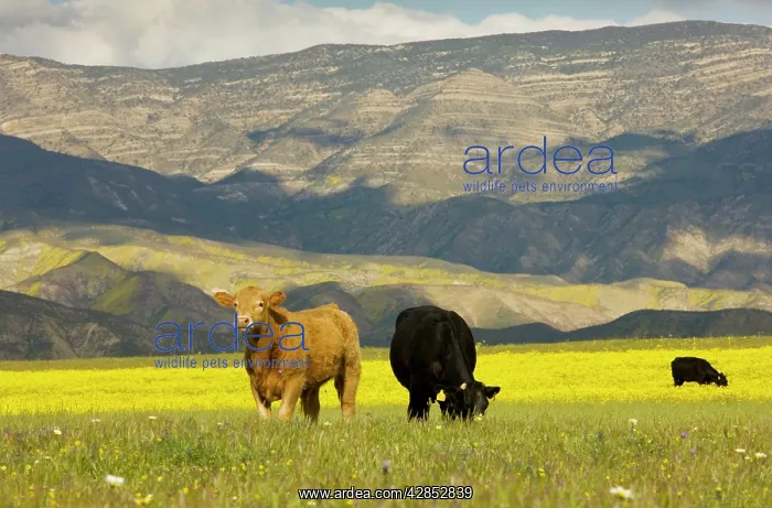 : Cattle - grazing among hillsides covered with Hillside : Cattle - grazing among hillsides covered with Hillside