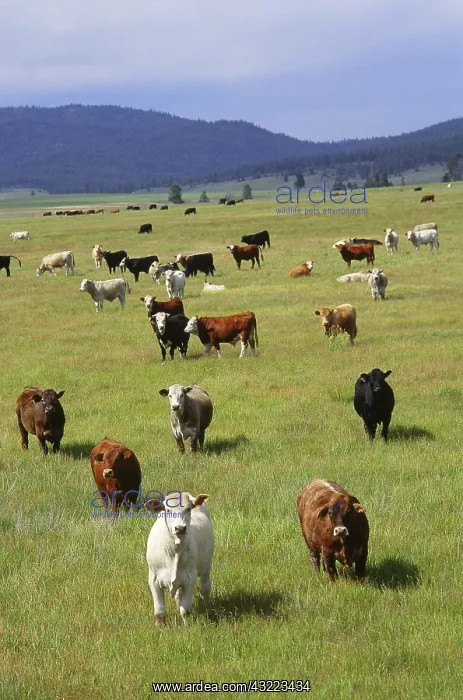 : Cattle grazing, Idaho : Cattle grazing, Idaho