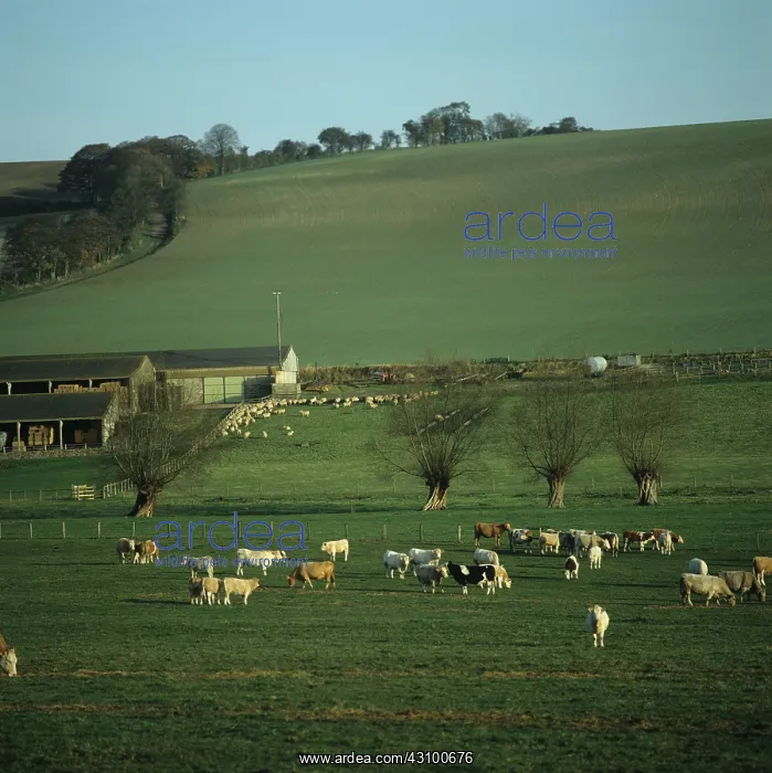 : Cattle grazing on pasture, UK : Cattle grazing on pasture, UK