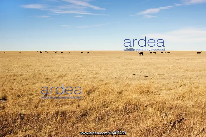 : Cattle - grazing on Prairie on Texas Panhandle : Cattle - grazing on Prairie on Texas Panhandle