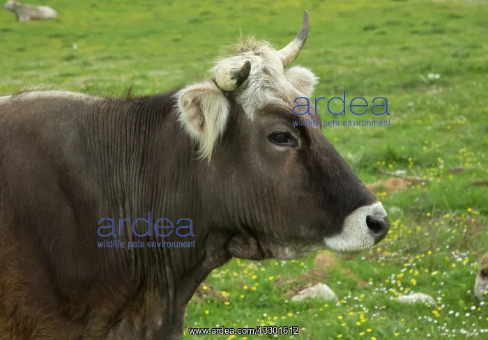 : Cattle grazing in the Val campitella - at 1500m : Cattle grazing in the Val campitella - at 1500m