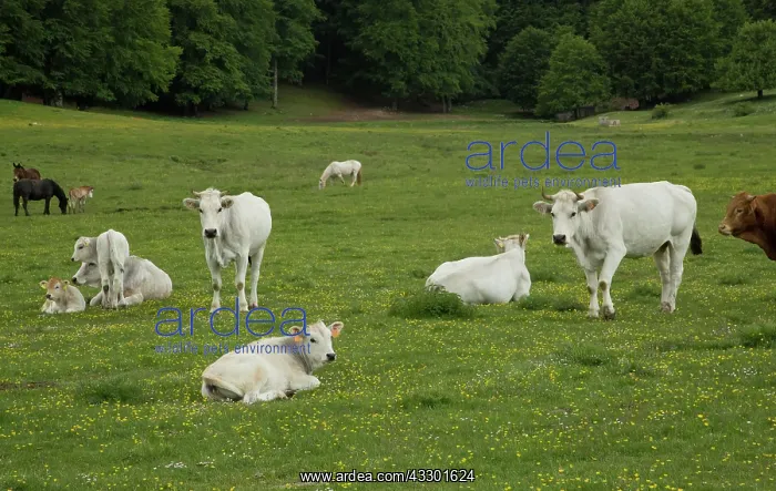 : Cattle grazing in the Val campitella - at 1500m : Cattle grazing in the Val campitella - at 1500m