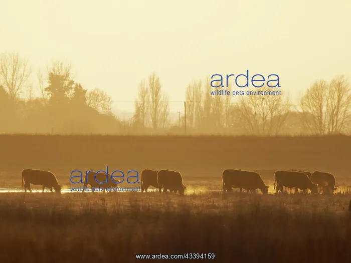 : Cattle Grazing on Wallasea island Essex.UK LA009614 : Cattle Grazing on Wallasea island Essex.UK LA009614