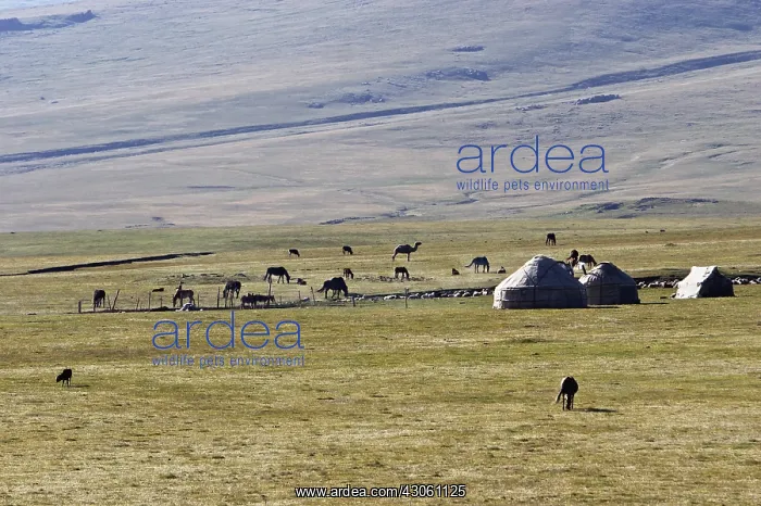 : Cattle grazing around three yurts in Kyrgyzstan : Cattle grazing around three yurts in Kyrgyzstan