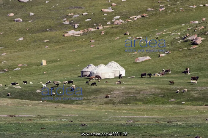 : Cattle grazing around three yurts in Kyrgyzstan : Cattle grazing around three yurts in Kyrgyzstan