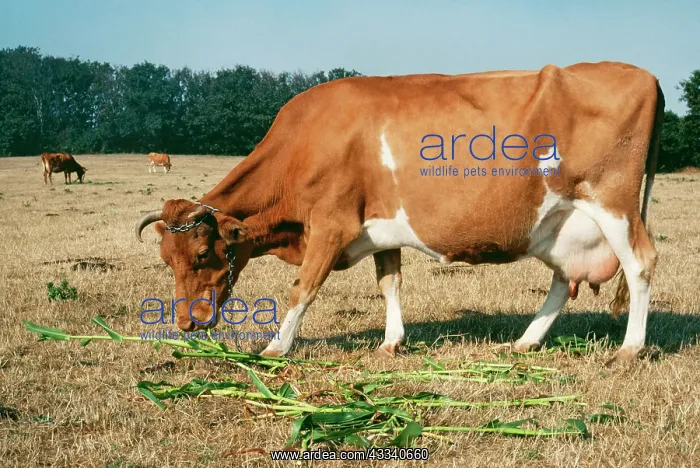 : CATTLE - GUERNSEY COW eating supplementary food : CATTLE - GUERNSEY COW eating supplementary food