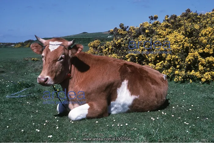 : CATTLE - GUERNSEY COW, resting : CATTLE - GUERNSEY COW, resting