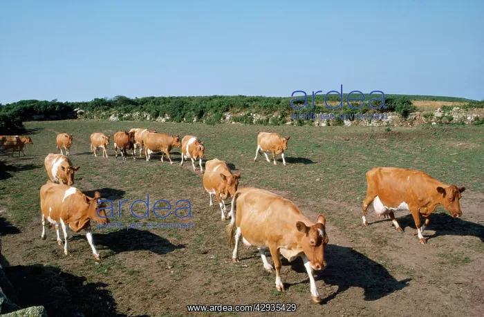  : Cattle - Guernsey Cows