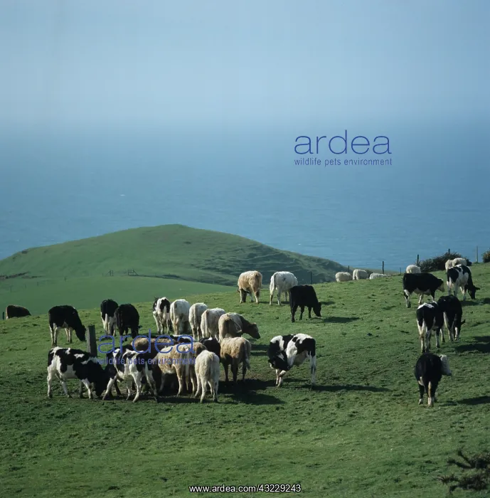 : Cattle at hay feeder, Dorset, UK : Cattle at hay feeder, Dorset, UK