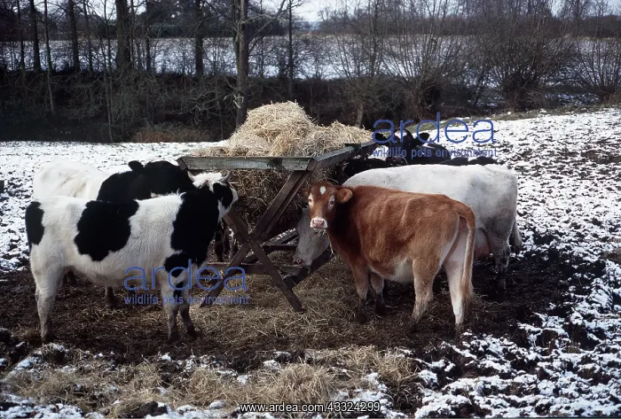 : CATTLE - Heifers in winter, feeding : CATTLE - Heifers in winter, feeding