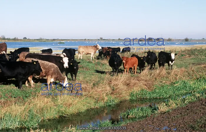 : CATTLE - Herd in field : CATTLE - Herd in field