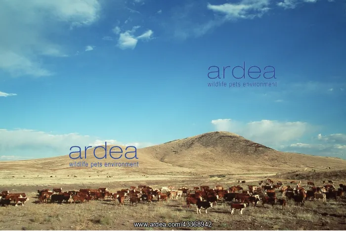 : CATTLE HERD - GRAZING : CATTLE HERD - GRAZING