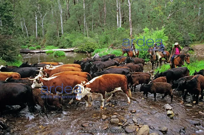 : Cattle being herded across King River cattle will : Cattle being herded across King River cattle will