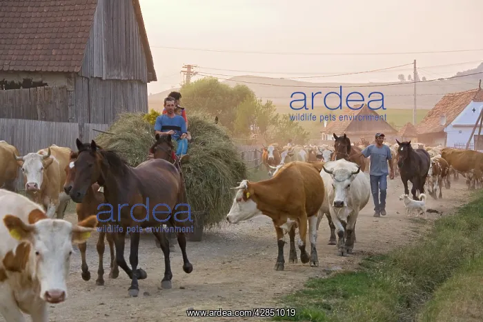  : Cattle herds coming home in the evening, to the