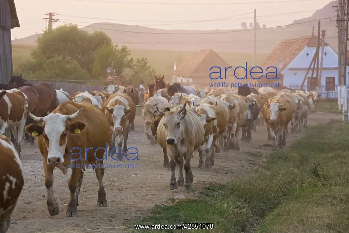 : Cattle herds coming home in the evening, to the : Cattle herds coming home in the evening, to the