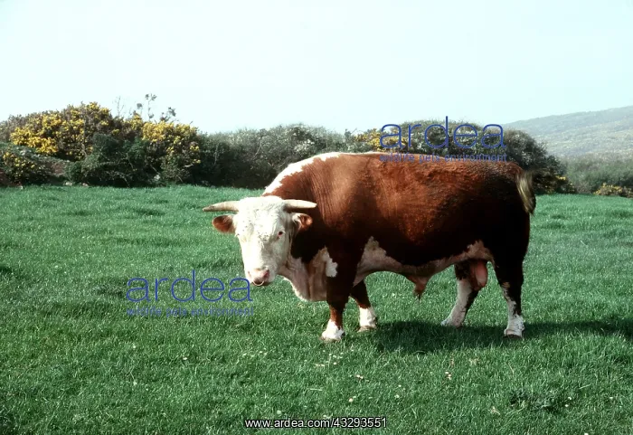: CATTLE - Hereford Bull : CATTLE - Hereford Bull