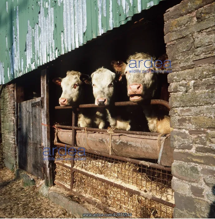 : Cattle - HEREFORD bullocks - in byre / stall : Cattle - HEREFORD bullocks - in byre / stall