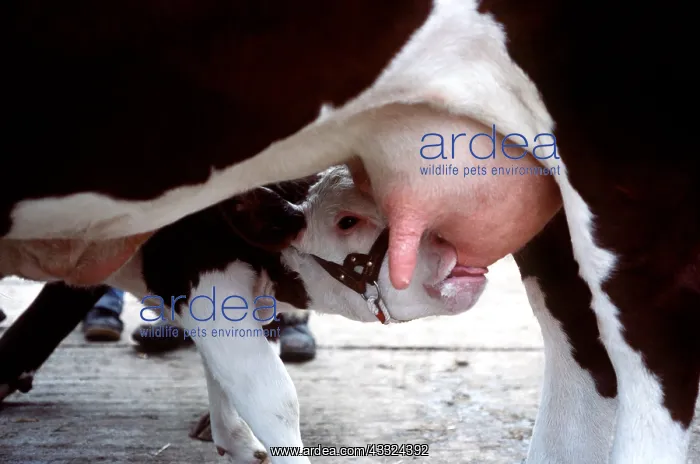 : CATTLE - Hereford calf, suckling : CATTLE - Hereford calf, suckling