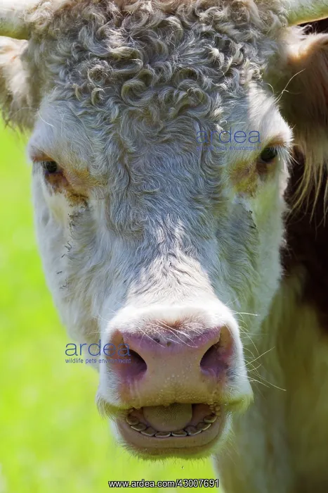  : Cattle Hereford Cow 16737