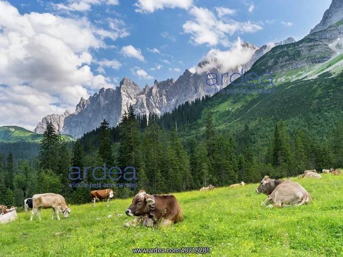 : Cattle on high pasture in Karwendel Mountain : Cattle on high pasture in Karwendel Mountain
