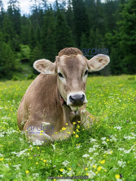 : Cattle on high pasture in Karwendel Mountain : Cattle on high pasture in Karwendel Mountain