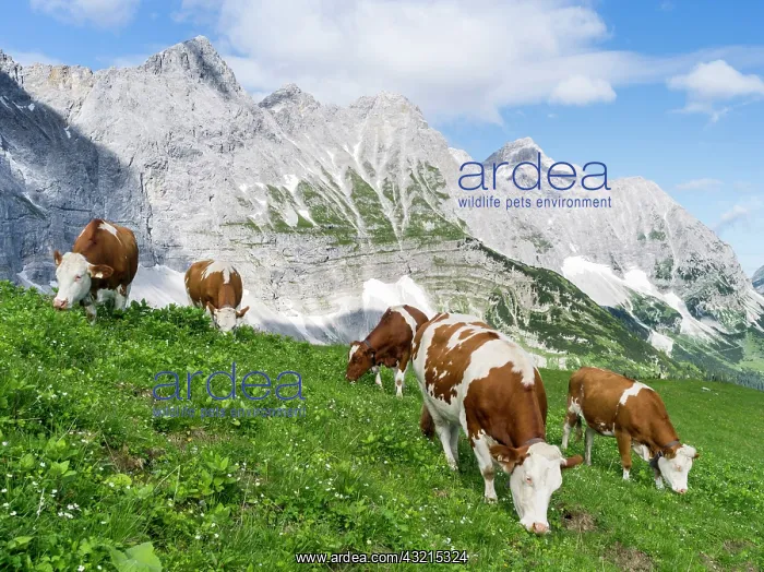 : Cattle on high pasture in Karwendel Mountain : Cattle on high pasture in Karwendel Mountain