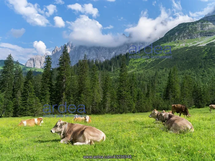 : Cattle on high pasture in Karwendel Mountain : Cattle on high pasture in Karwendel Mountain