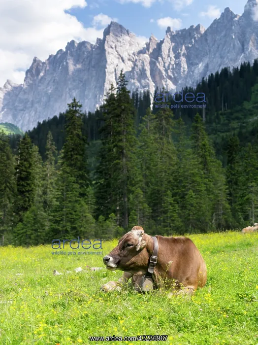 : Cattle on high pasture in Karwendel Mountain : Cattle on high pasture in Karwendel Mountain