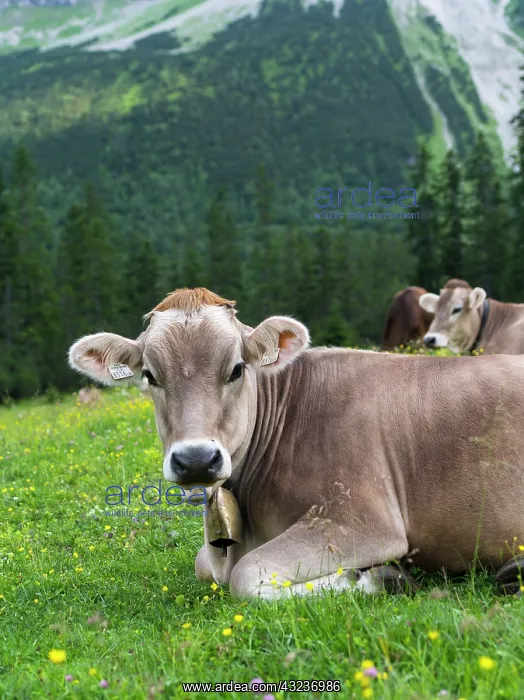 : Cattle on high pasture in Karwendel Mountain : Cattle on high pasture in Karwendel Mountain