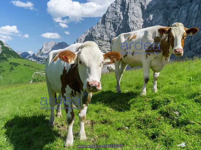 : Cattle on high pasture in Karwendel Mountain : Cattle on high pasture in Karwendel Mountain