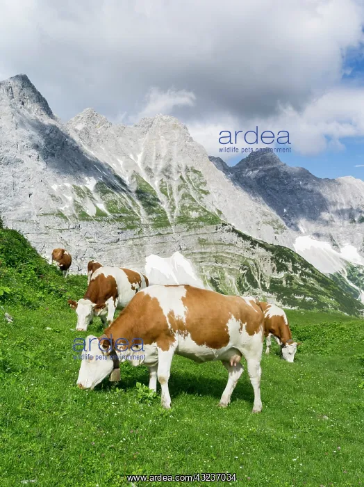 : Cattle on high pasture in Karwendel Mountain : Cattle on high pasture in Karwendel Mountain