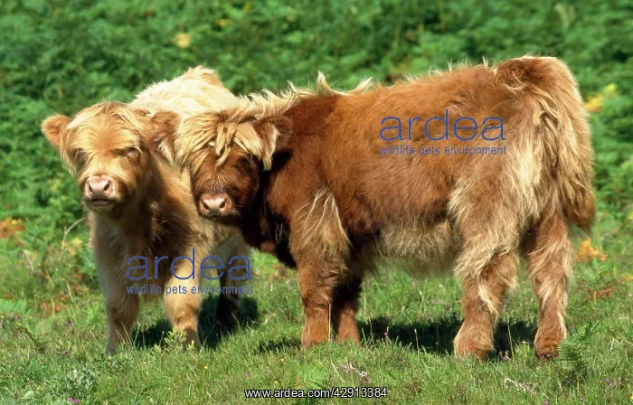 : CATTLE, two Highland calves : CATTLE, two Highland calves