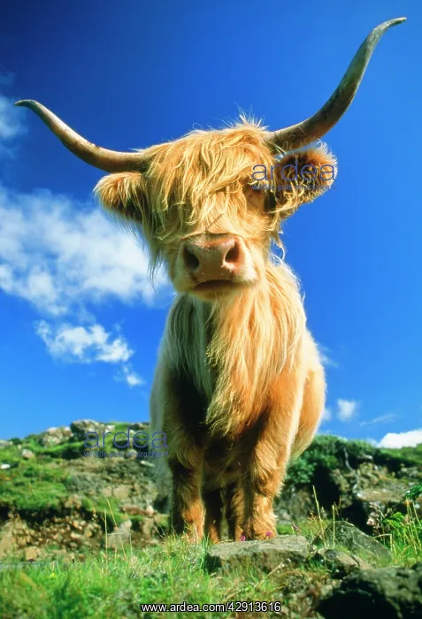 : CATTLE, Highland cow : CATTLE, Highland cow