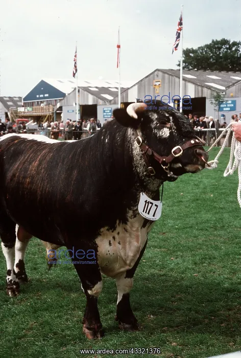 : CATTLE - Holstein Bull - At show : CATTLE - Holstein Bull - At show