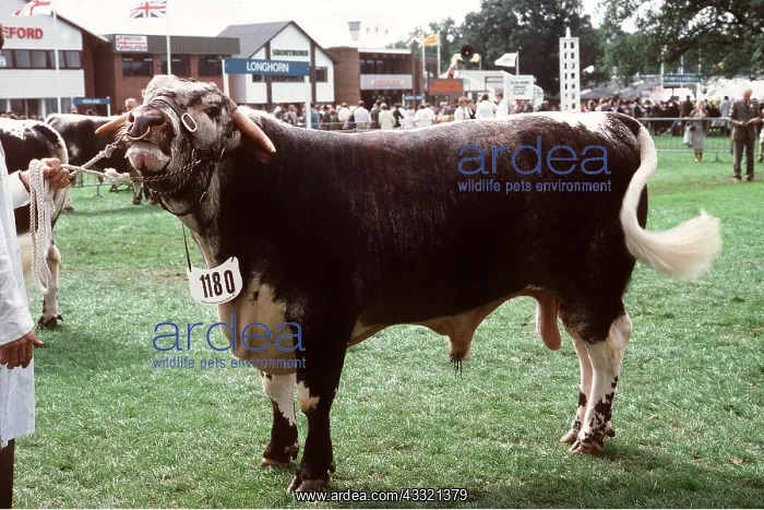 : CATTLE - HOLSTEIN BULL : CATTLE - HOLSTEIN BULL