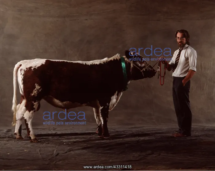 : CATTLE - IRISH MOILED BULL & Owner : CATTLE - IRISH MOILED BULL & Owner