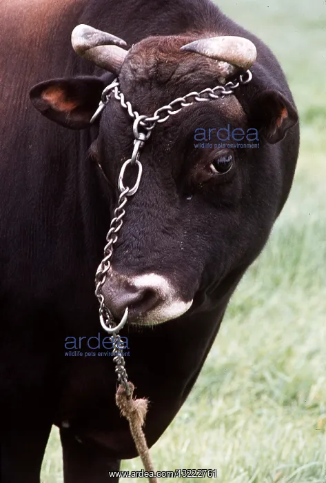 : CATTLE - Jersey bull, Tied with ring through nose : CATTLE - Jersey bull, Tied with ring through nose