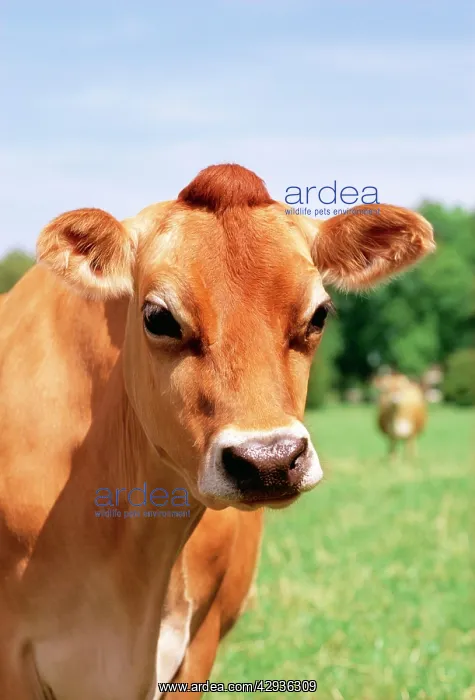 : CATTLE - Jersey Cow : CATTLE - Jersey Cow