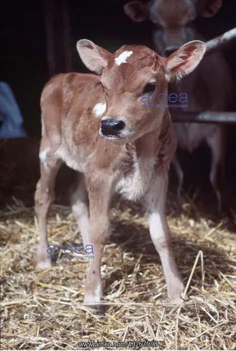 : CATTLE - Jersey cow calf : CATTLE - Jersey cow calf