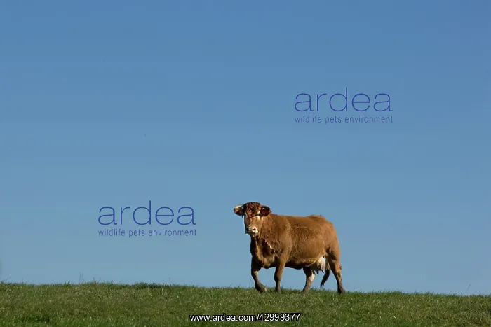  : Cattle Limousin